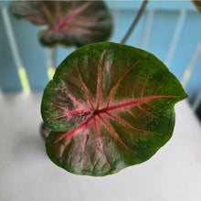 Load image into Gallery viewer, #RD29 Caladium - Possibly Postman Joyner