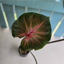 Load image into Gallery viewer, #RD29 Caladium - Possibly Postman Joyner