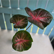 Load image into Gallery viewer, #RD29 Caladium - Possibly Postman Joyner