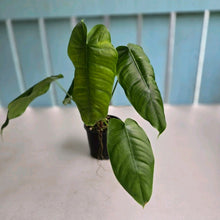 Load image into Gallery viewer, #RD16 Philodendron Sharoniae