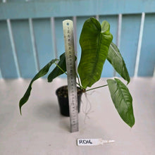Load image into Gallery viewer, #RD16 Philodendron Sharoniae