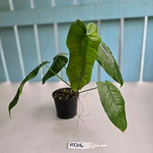 Load image into Gallery viewer, #RD16 Philodendron Sharoniae