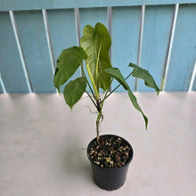 Load image into Gallery viewer, #RD16 Philodendron Sharoniae
