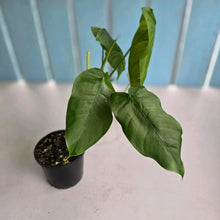 Load image into Gallery viewer, #RD16 Philodendron Sharoniae