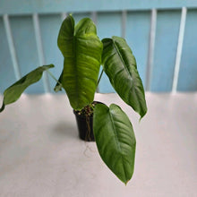 Load image into Gallery viewer, #RD16 Philodendron Sharoniae