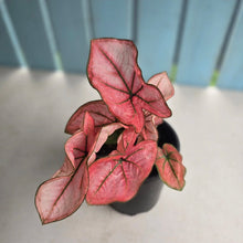 Load image into Gallery viewer, #H47 Caladium The Scarlet Girl