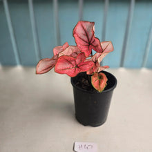 Load image into Gallery viewer, #H47 Caladium The Scarlet Girl