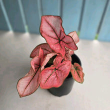 Load image into Gallery viewer, #H47 Caladium The Scarlet Girl