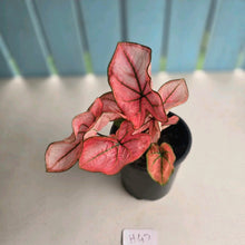 Load image into Gallery viewer, #H47 Caladium The Scarlet Girl