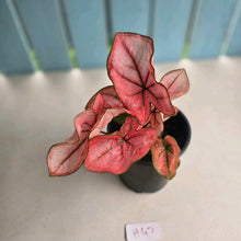 Load image into Gallery viewer, #H47 Caladium The Scarlet Girl