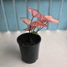 Load image into Gallery viewer, #H47 Caladium The Scarlet Girl