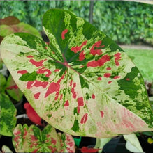 Load image into Gallery viewer, #i125 Caladium