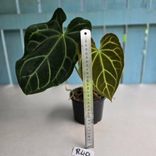 Load image into Gallery viewer, #R40 Anthurium Magnificum x