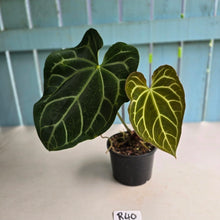 Load image into Gallery viewer, #R40 Anthurium Magnificum x