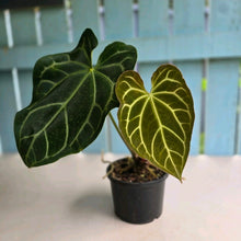 Load image into Gallery viewer, #R40 Anthurium Magnificum x