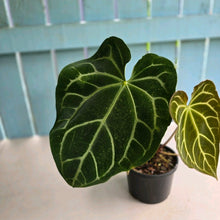 Load image into Gallery viewer, #R40 Anthurium Magnificum x