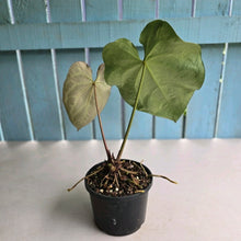 Load image into Gallery viewer, #R40 Anthurium Magnificum x