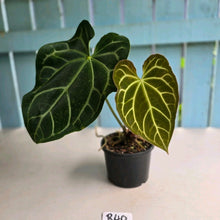 Load image into Gallery viewer, #R40 Anthurium Magnificum x