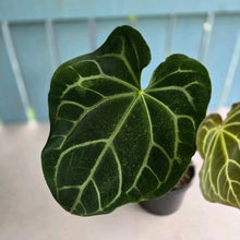 Load image into Gallery viewer, #R40 Anthurium Magnificum x