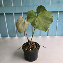 Load image into Gallery viewer, #R40 Anthurium Magnificum x