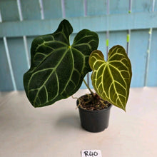 Load image into Gallery viewer, #R40 Anthurium Magnificum x