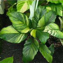 Load image into Gallery viewer, #D729 Spathiphyllum Trixie