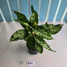 Load image into Gallery viewer, #RD43 Three x Headed Aglaonema Pictum Tricolor