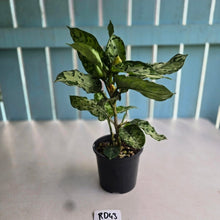 Load image into Gallery viewer, #RD43 Three x Headed Aglaonema Pictum Tricolor