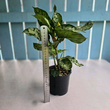 Load image into Gallery viewer, #RD43 Three x Headed Aglaonema Pictum Tricolor