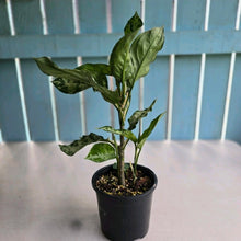 Load image into Gallery viewer, #RD43 Three x Headed Aglaonema Pictum Tricolor