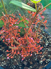 Load image into Gallery viewer, 1 x Medinilla Succulenta - Orange Flowers
