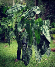Load image into Gallery viewer, #H32 Large, Rooted Anthurium Veitchii Tip