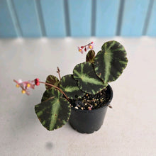Load image into Gallery viewer, #RD35 Begonia Cleopatrae