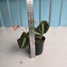 Load image into Gallery viewer, #RD35 Begonia Cleopatrae