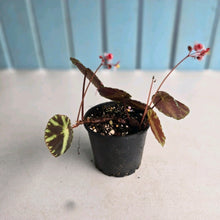 Load image into Gallery viewer, #RD35 Begonia Cleopatrae