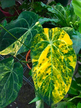 Load image into Gallery viewer, #RD35 Variegated Anthurium 'Tadpole'
