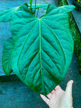 Load image into Gallery viewer, #RD35 Variegated Anthurium 'Tadpole'