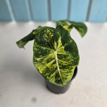 Load image into Gallery viewer, #RB14 Alocasia Frydek Dorayaki Aurea