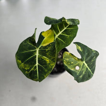 Load image into Gallery viewer, #RB14 Alocasia Frydek Dorayaki Aurea