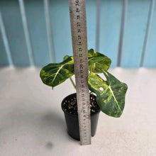 Load image into Gallery viewer, #RB14 Alocasia Frydek Dorayaki Aurea