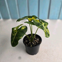 Load image into Gallery viewer, #RB14 Alocasia Frydek Dorayaki Aurea