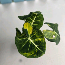 Load image into Gallery viewer, #RB14 Alocasia Frydek Dorayaki Aurea