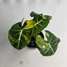 Load image into Gallery viewer, #RB14 Alocasia Frydek Dorayaki Aurea