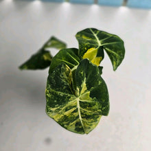 Load image into Gallery viewer, #RB14 Alocasia Frydek Dorayaki Aurea