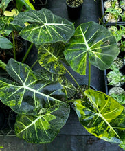 Load image into Gallery viewer, #R221 Alocasia Frydek Dorayaki Aurea - Round Form