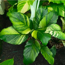 Load image into Gallery viewer, #RB16 Spathiphyllum 'Trixie'