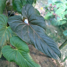 Load image into Gallery viewer, #R30 Two x Anthurium Veitchii x 'Red'