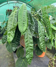 Load image into Gallery viewer, #R7 Two x Anthurium Punctatum Seedlings
