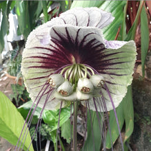Load image into Gallery viewer, #59 Tacca Subflabellata