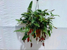 Load image into Gallery viewer, #RD51 Anthurium Sp. From Chapada Diamantina Brazil